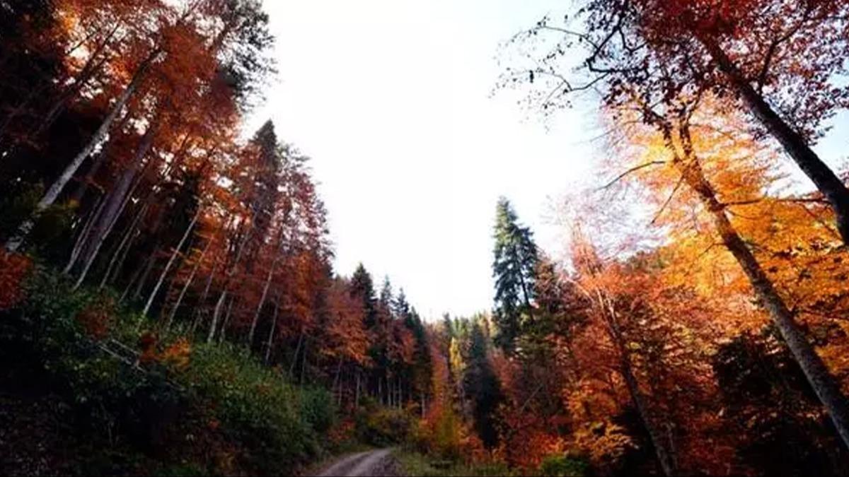 Bakanlktan yeni genelge... 31 Ekim'e kadar orman alanlarna giriler yasakland