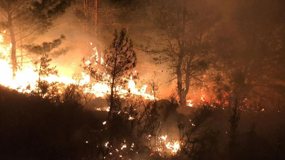 Cezayir'deki orman yangnlarnda lenlerin says 34'e ykseldi 