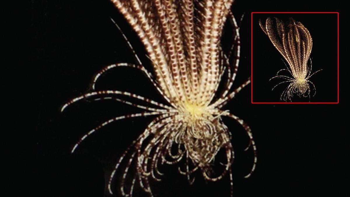 20 kollu ''çilek benzeri'' şekle sahip deniz canlısı keşfedildi