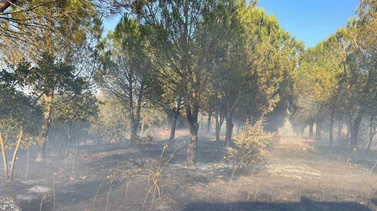 skenderun'da kan orman yangn kontrol altnda 