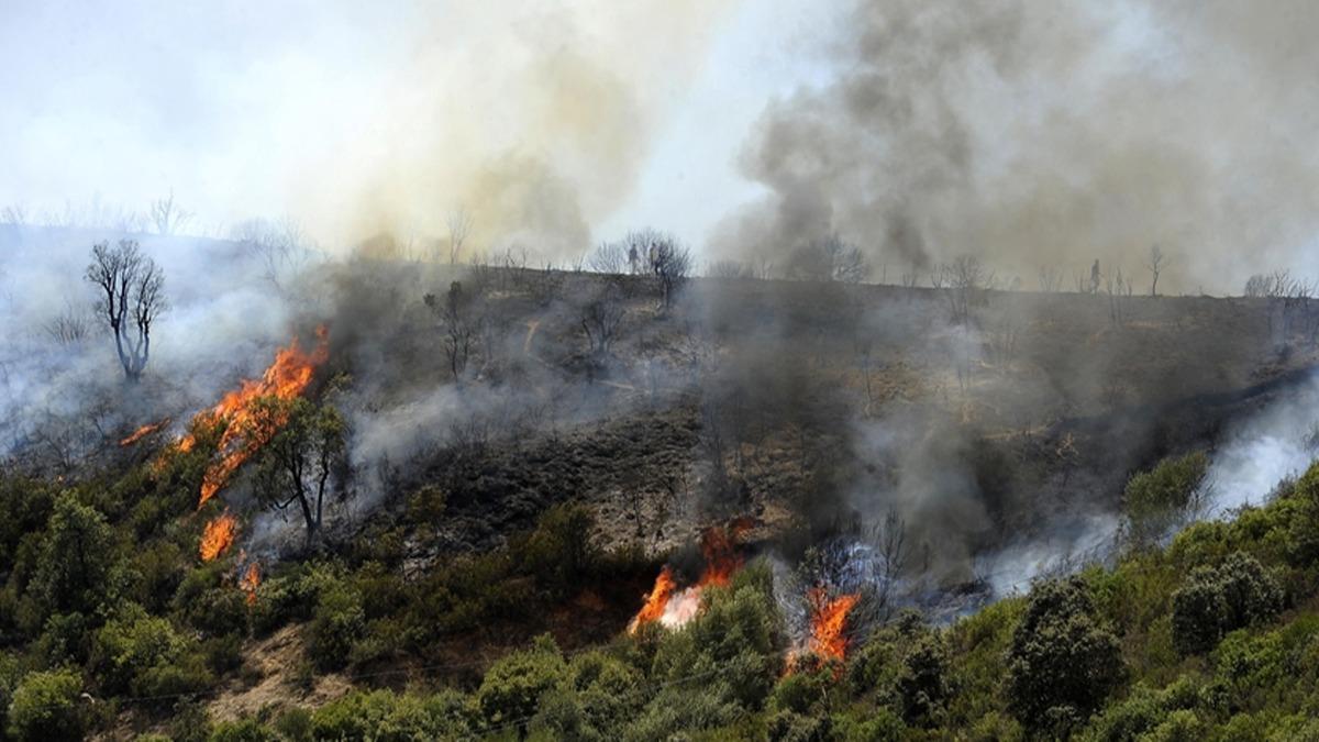 Cezayir'de orman yangnlar tekrar balad