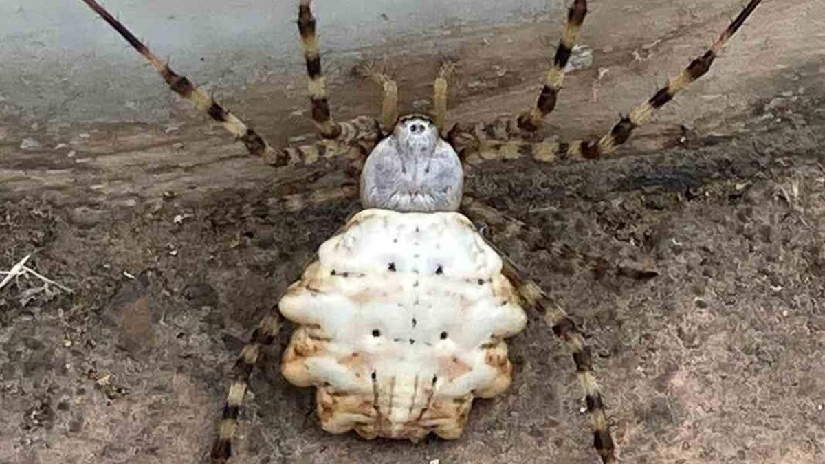 Dnyann en zehirli rmcekleri arasnda! ''Argiope lobata'' Gmhane'de grld