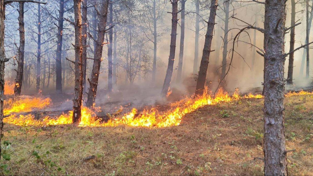 Tekirda'da orman yangn: Mdahale ediliyor