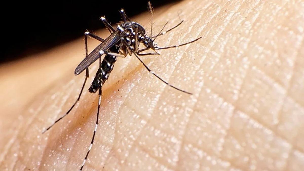 Poplasyonu artt! Komuda Asya kaplan sivrisinei alarm