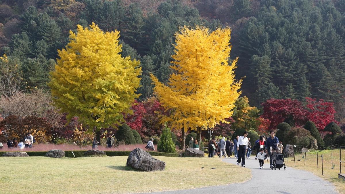 Gney Kore parklar gz mevsiminde grsel len yaratyor
