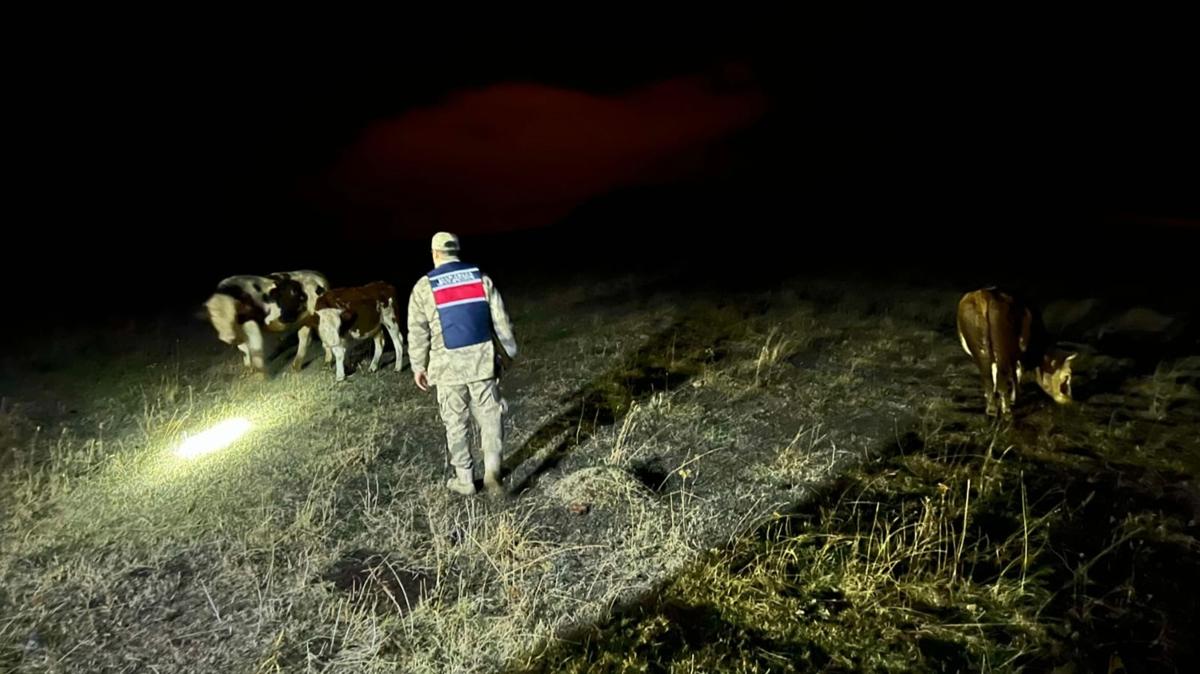 Ardahan'da bykba hayvan hrszl giriimi, dron ile nlendi 