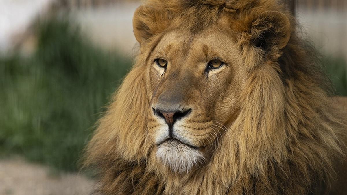 talya'da sirkten kaan aslan panii: Korku dolu anlar yaand