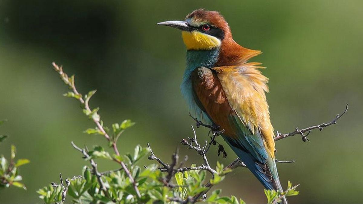 Kuş türlerinin popülasyonunda son 22 yılda artış görüldü