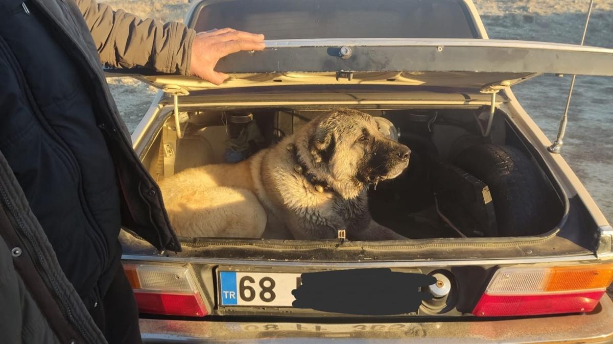 Kayseri'de köpek dövüştürerek bahis oynayan 37 kişiye ağır ceza