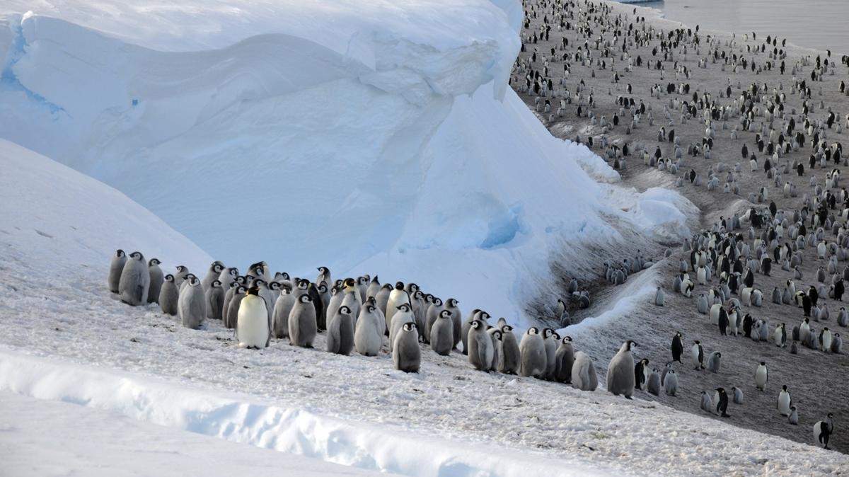 Gney Kutbu'nda 4 yeni imparator penguen kolonisi kefedildi 