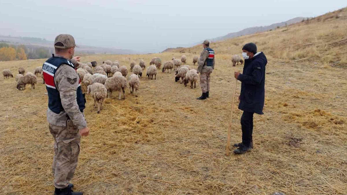 ''Kaak'' koyunlar dron yardmyla bulundu