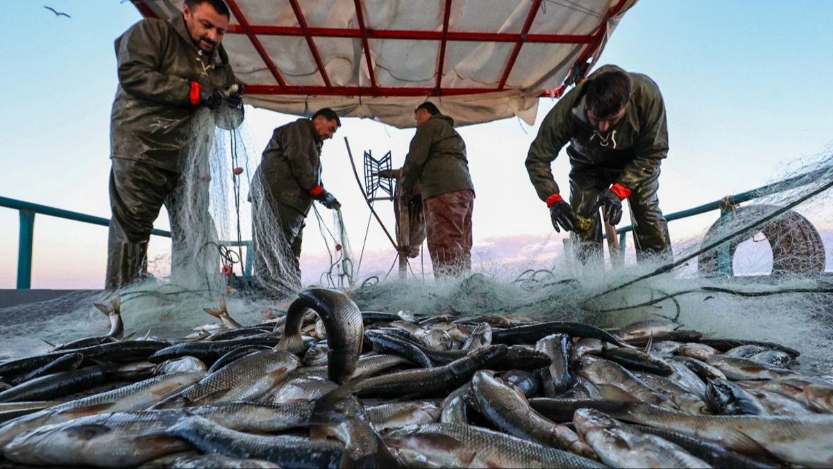 Marmara Denizi'nde denizanasnda yaanan art balk trlerinin azalmasna neden oldu 