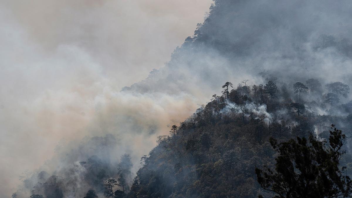Meksika'da 15 eyalette orman yangn: 1421 hektardan fazla alan etkilendi