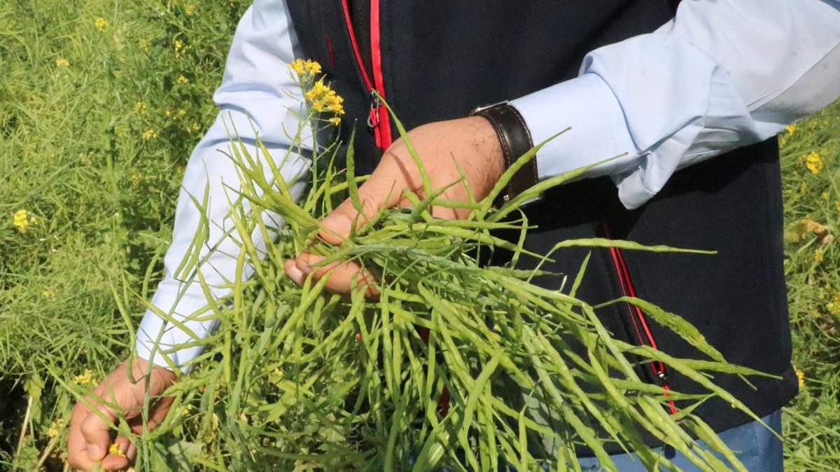 Siirt'te yem algamnn deneme ekimi yapld: Bitkide hasat gerekletirildi