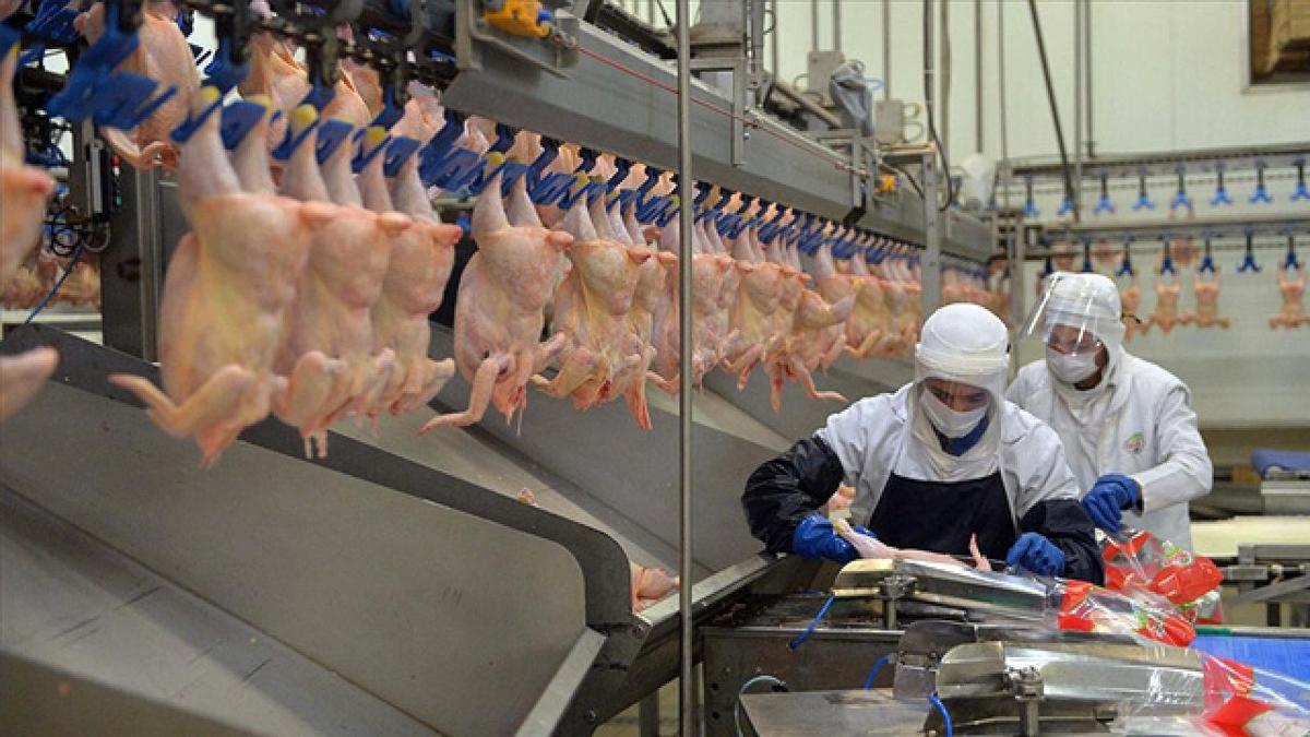 Ticaret Bakanl'ndan tavuk eti ihracatna snrlama