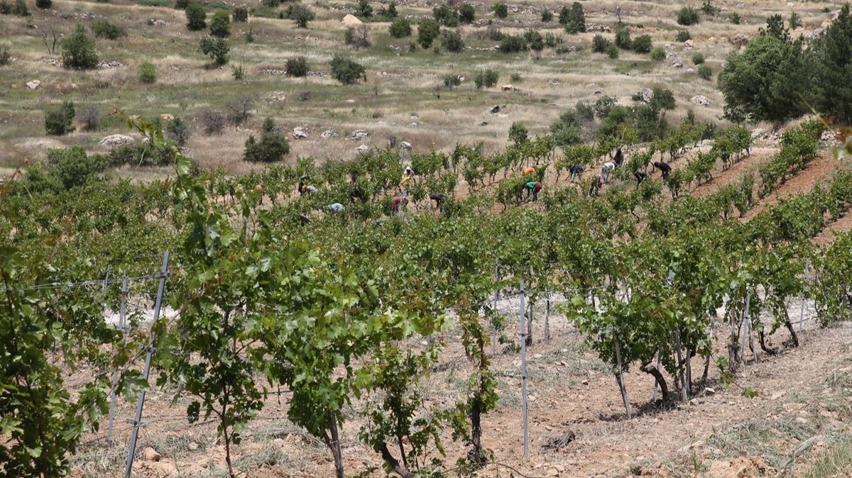 Mardin'de asrlk zm genleri korunarak gelecek nesillere aktarlacak 