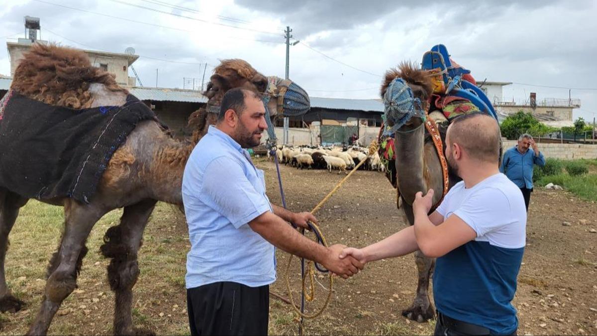 300 bin liralk kurbanlk develer 'yok' satt