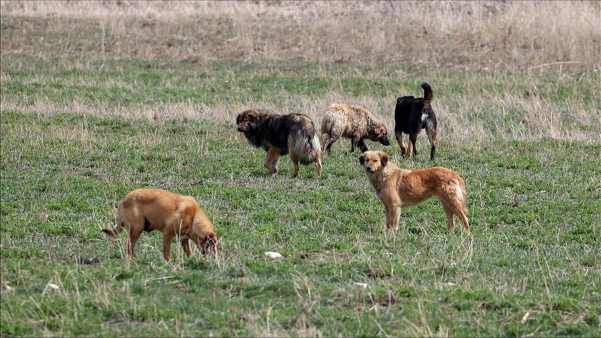 Korkutan tablo paylald: Babo kpekler kuduzu azdrd