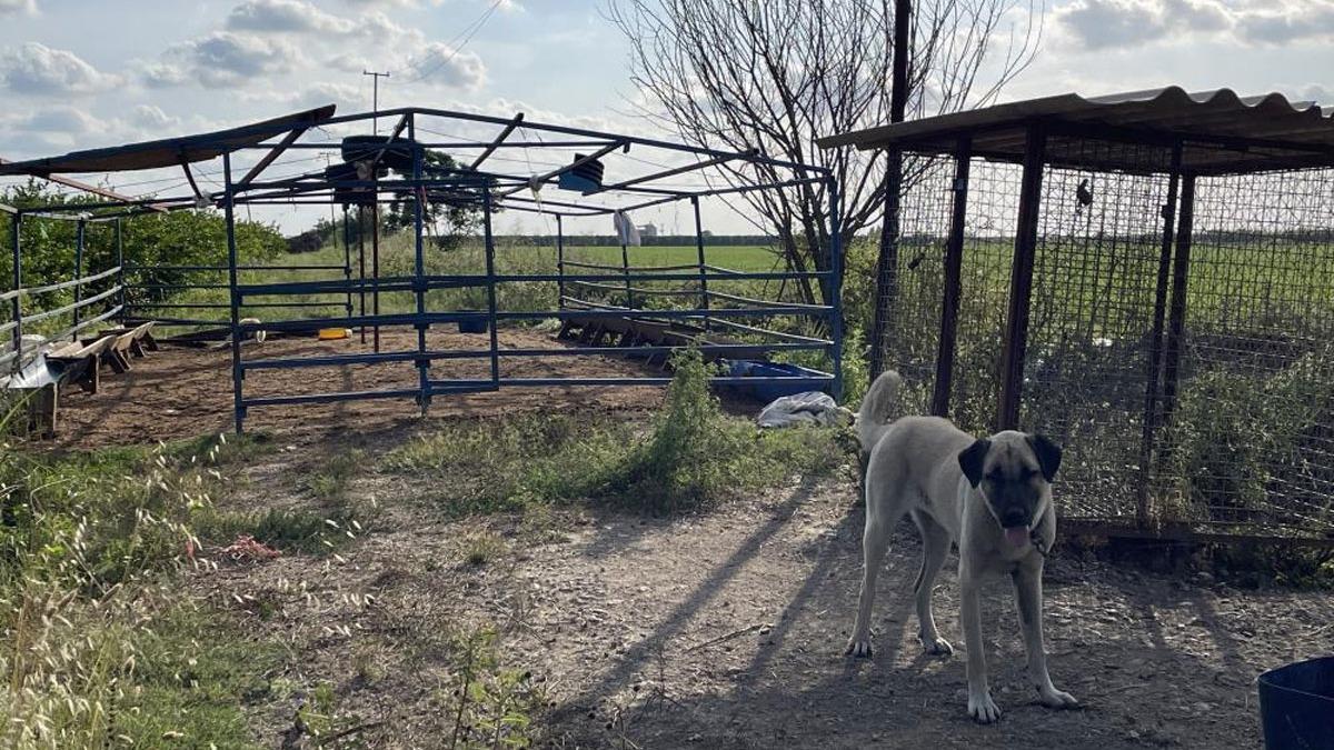 5 Kangal kpei uyutarak, 45 kurbanlk koyunu aldlar