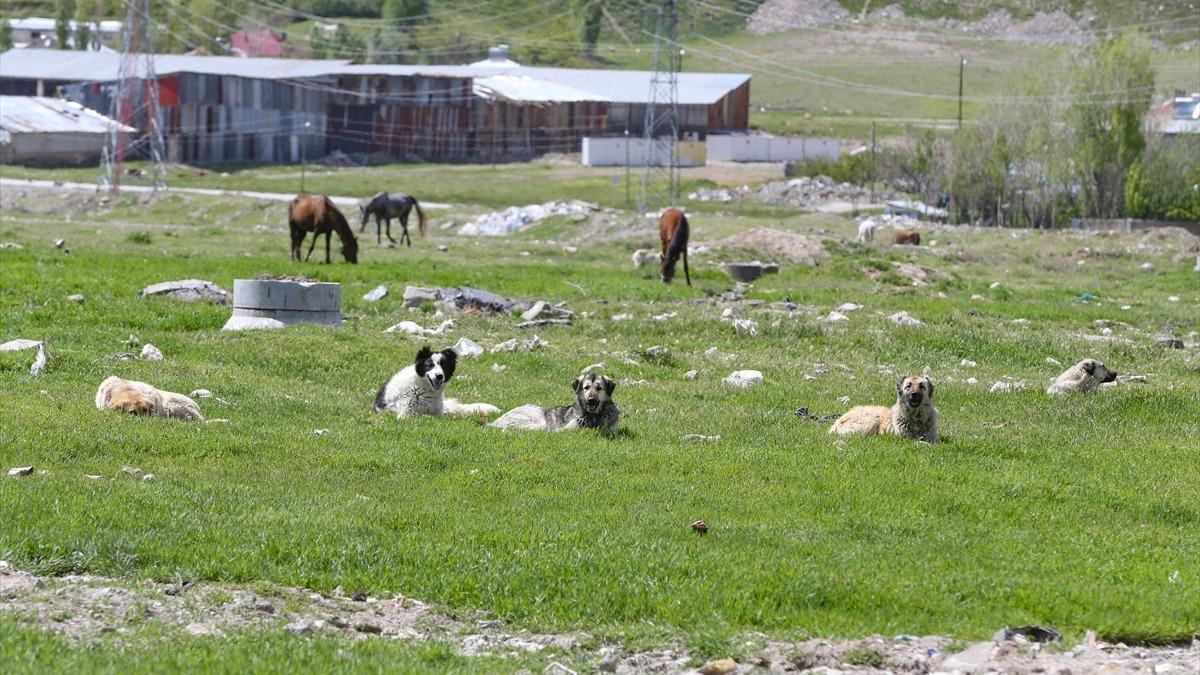 Yeenini kpek saldrsnda kaybeden amca yasal dzenleme istiyor