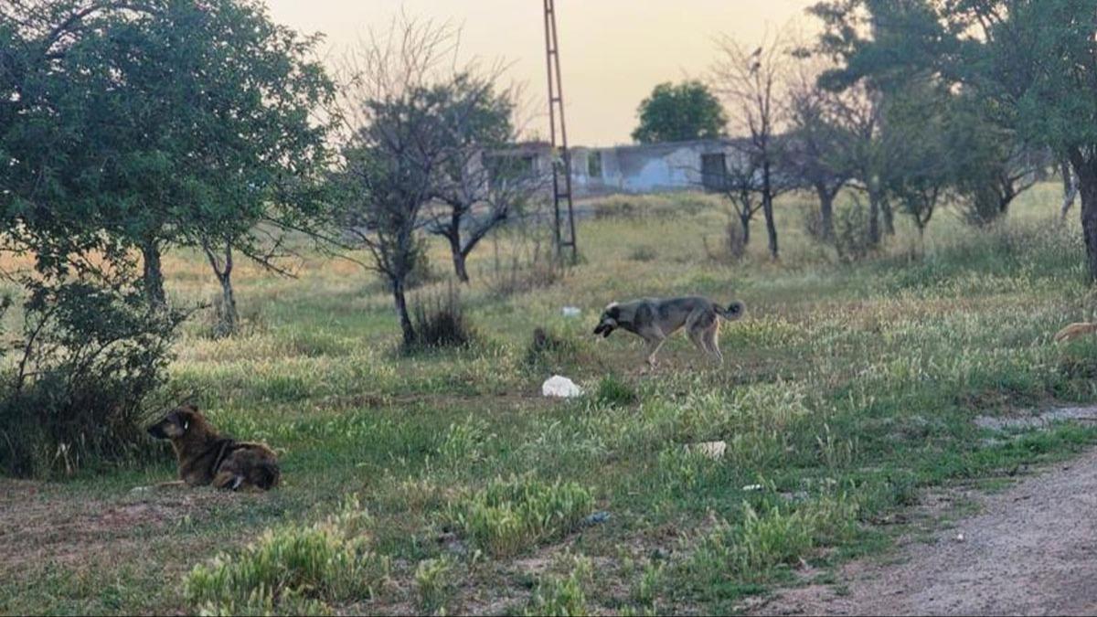 Ankara'da babo kpek vakas! 4 koyun telef oldu