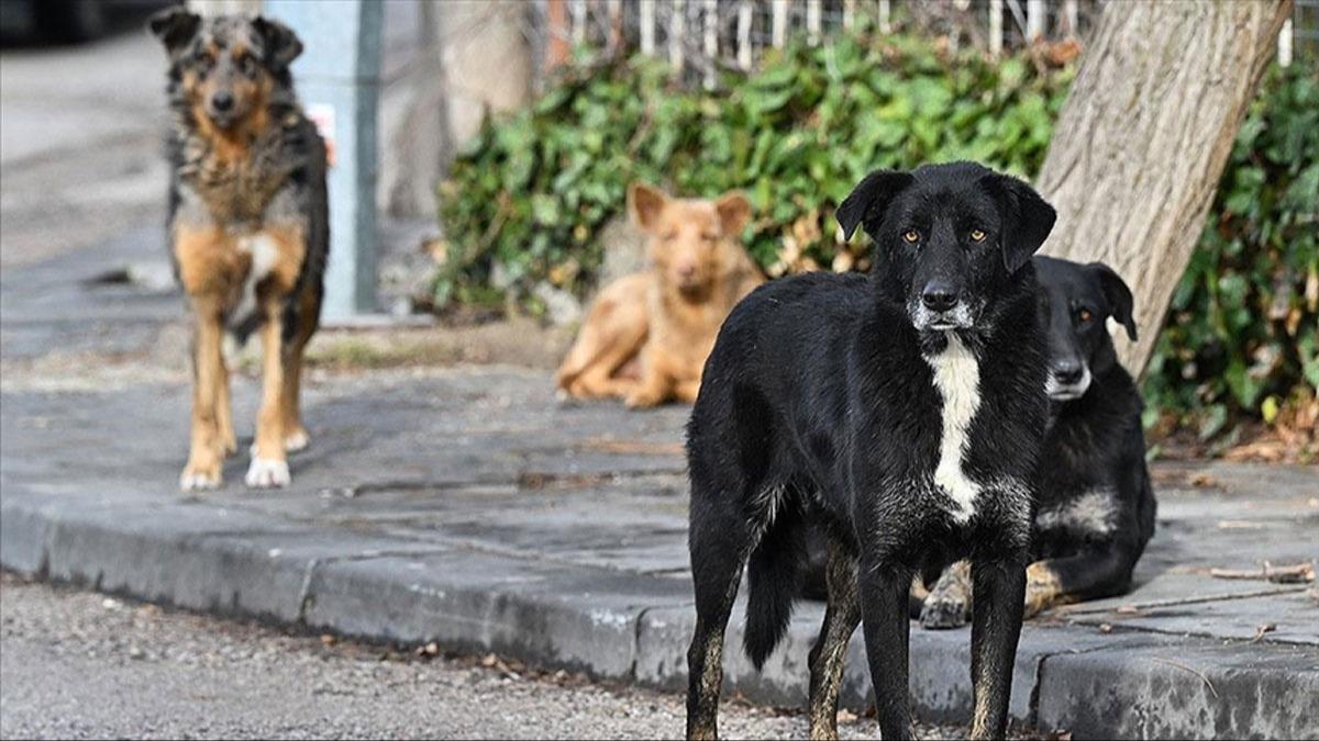 Kuduz vakalarnda ilk 24 saate dikkat!