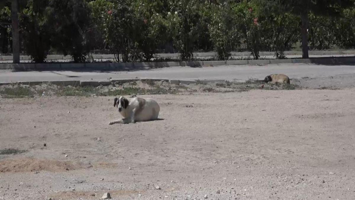 Nide'de bir mahallede balatlan karantina kstlamas kaldrld