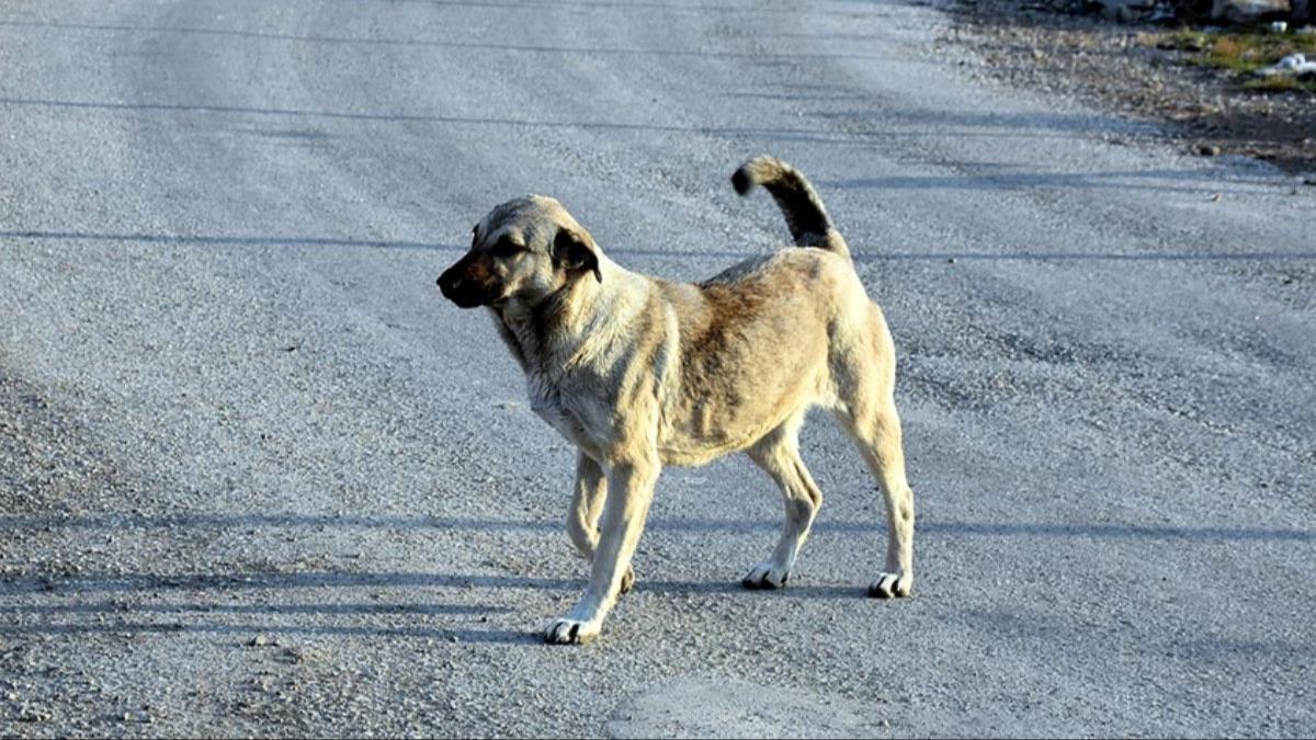 Sahipsiz kpeklerin saldrsna urayan 7 yandaki ocuk yaraland