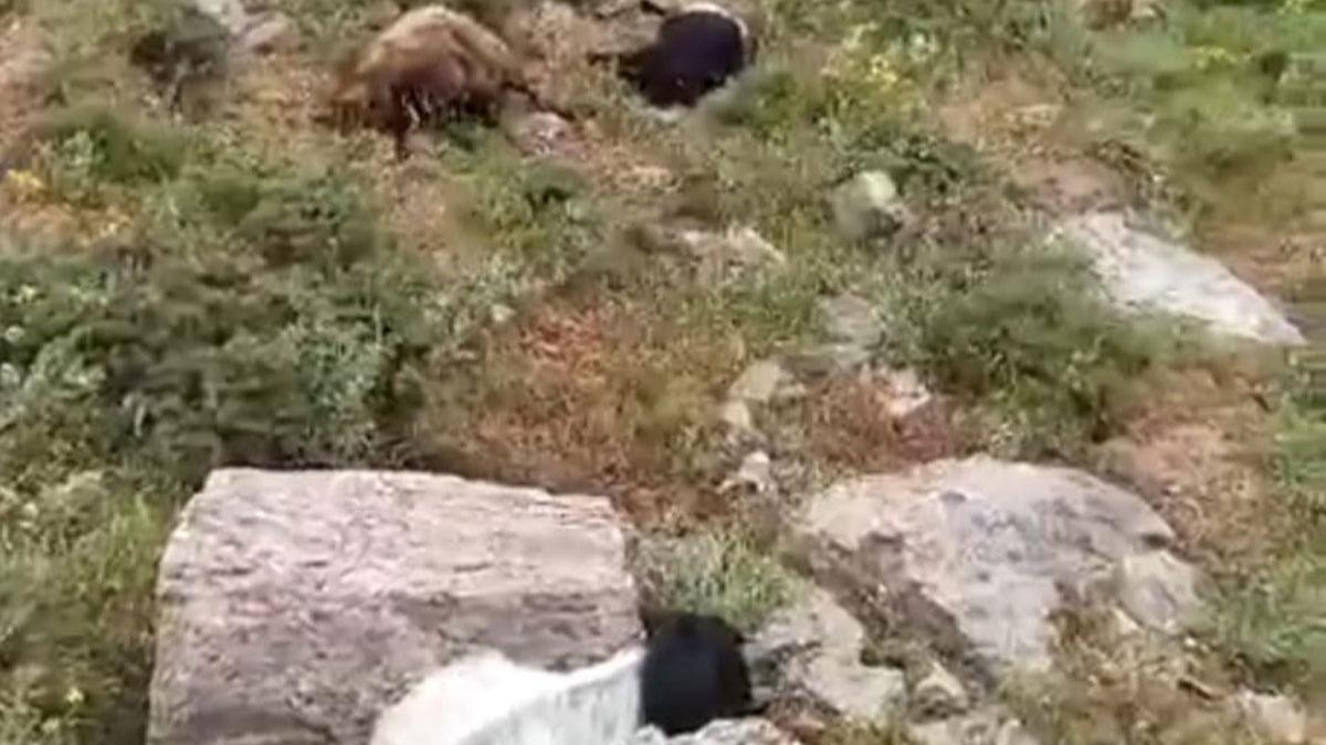 Yaylaya yldrm dt: 23 koyun telef oldu