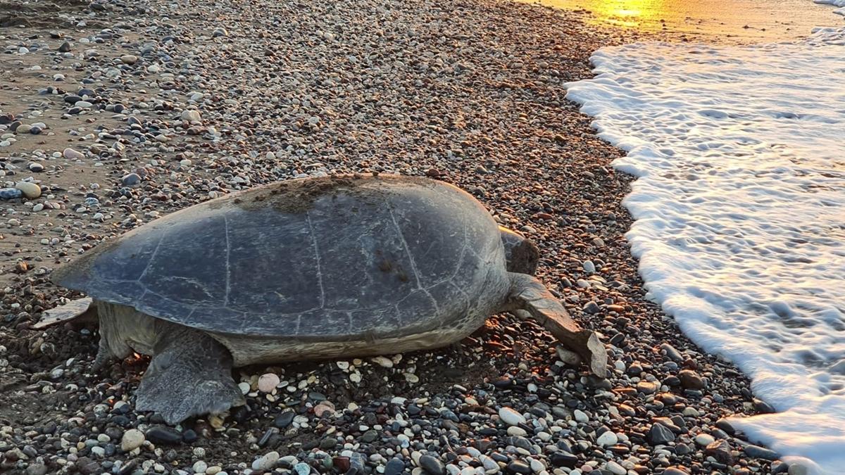 Mersin sahillerinde, yeil deniz kaplumbaalar ve caretta carettalar yumurta brakmaya balad