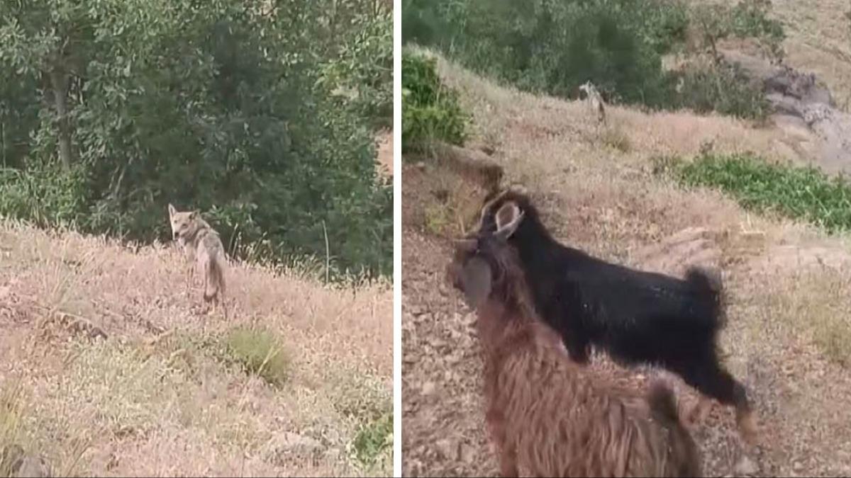 Koyunlar otlatrken kurt ile gz gze geldi! O anlar cep telefonu kamerasna yansd 