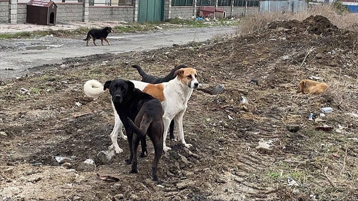 Meclis'e sunulan sahipsiz hayvanlara ilikin dzenlemenin ayrntlar netleti