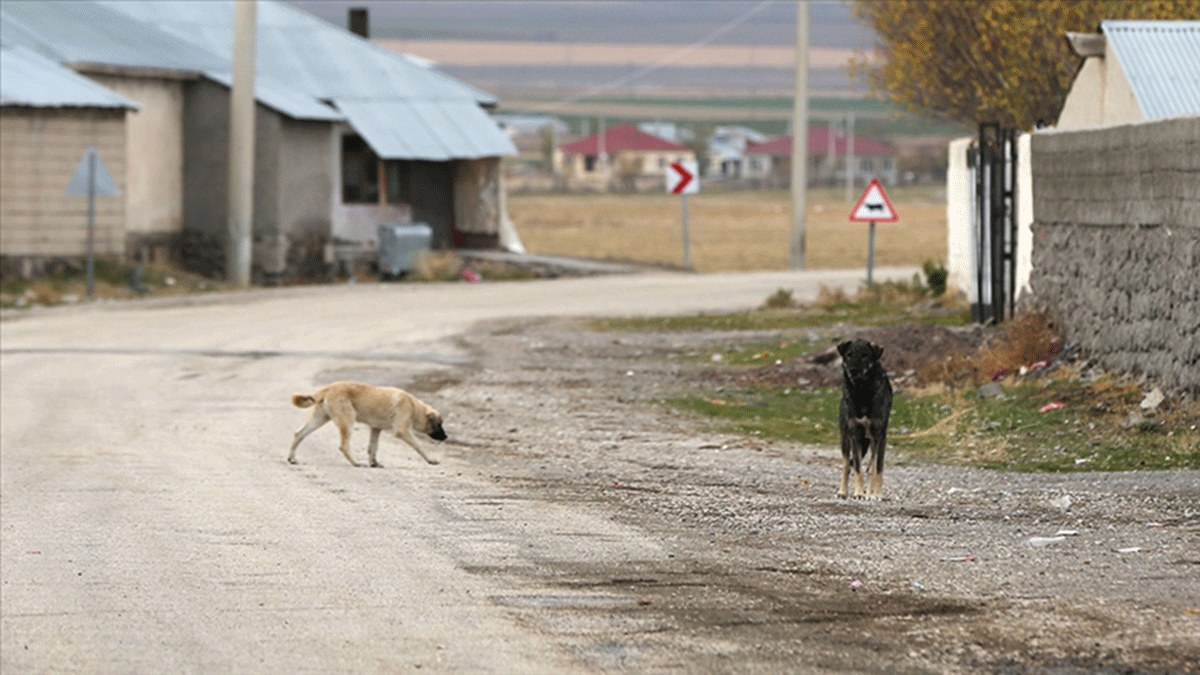 Sahipsiz kpek sebebiyle hayatn kaybeden gencin ailesinin isyan 