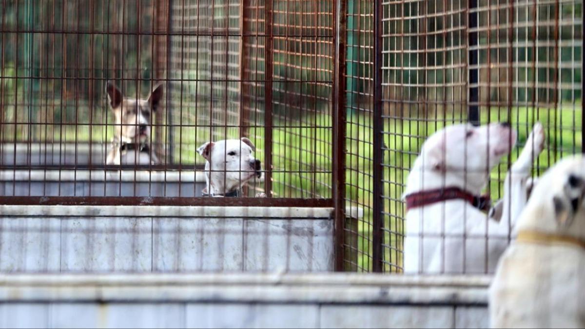 Milyonlarn merak ettii sorular cevap buldu! te 10 balkta sahipsiz hayvanlara ynelik dzenleme  