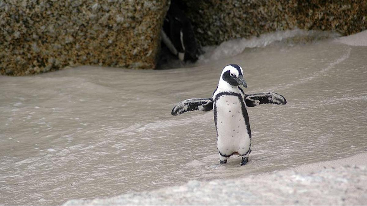 Ku gribine kar gelitirilen RNA as kral penguen yavrular zerinde test edildi