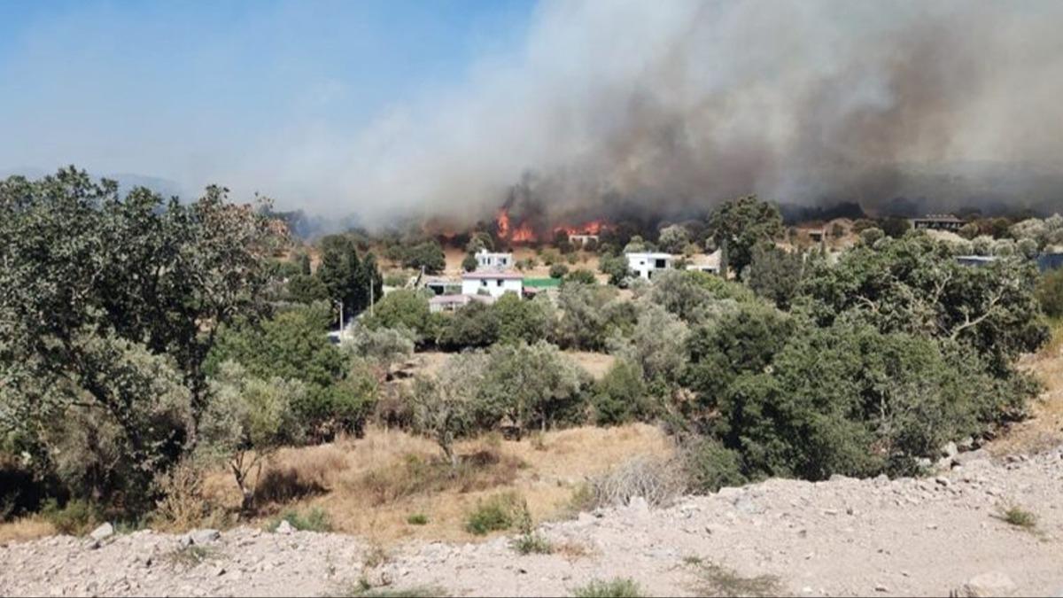 Bodrum'da zeytin yangn