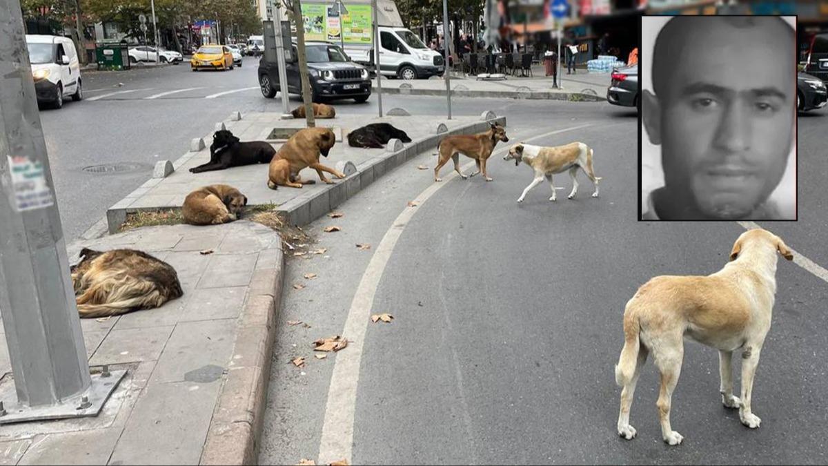 Korkun olay: Sokak kpekleri bir kiinin boazn paralad!