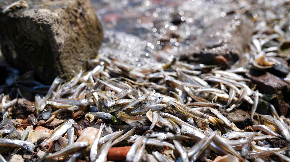 zmir Krfezi'nde evre felaketi! l balklar kyya vurdu