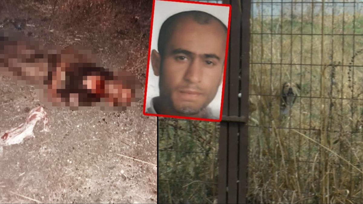 Sahipsiz kpekler katletmiti: Ayhan zelik'in raporuna ulald