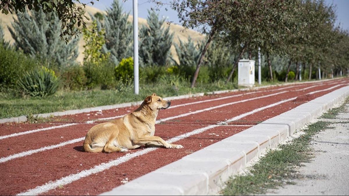 CHP'li Etimesgut Belediyesi'nden skandal karar! ocuu sran kpek, 10 gnlk gzetimin ardndan alnd yere braklacak