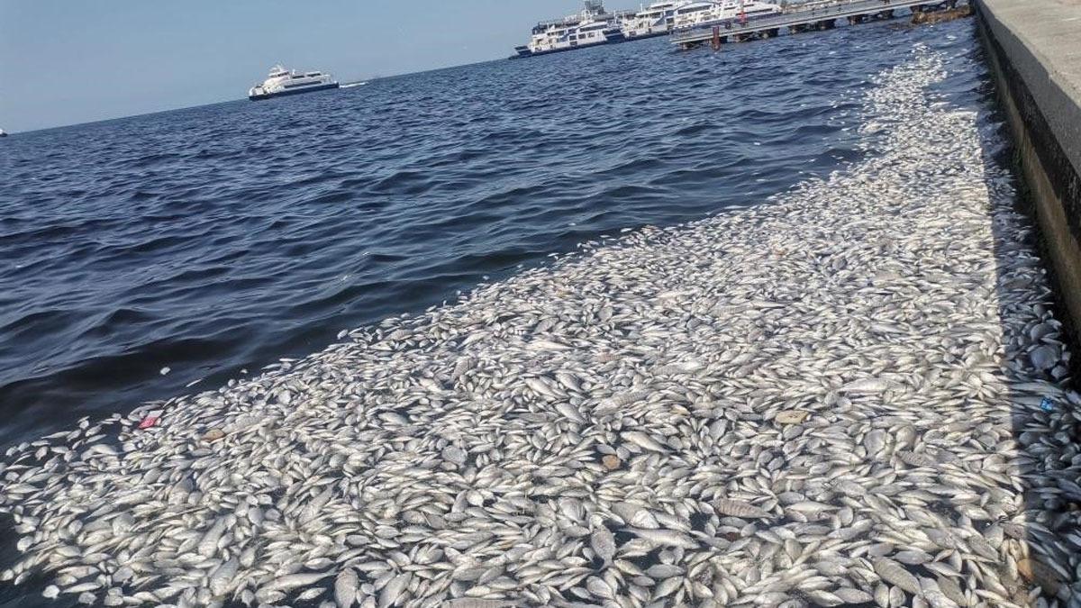 zmir'deki toplu balk lmleriyle ilgili Bakan Kurum'dan kritik talimat