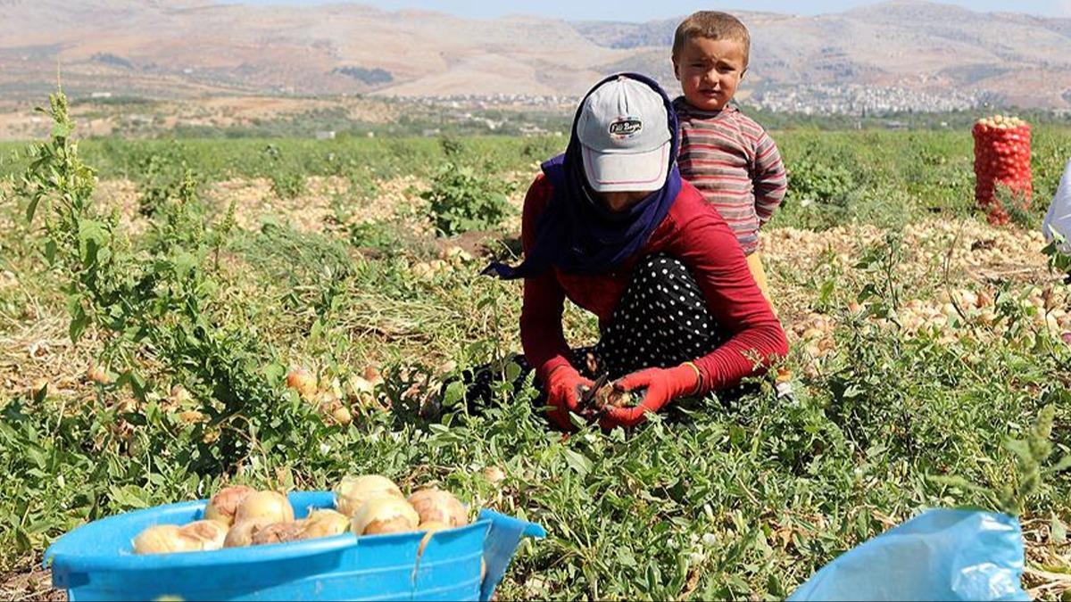 Yeni almay Bakan Ikhan duyurdu! Tarlada alan aileleri yakndan ilgilendiren haber