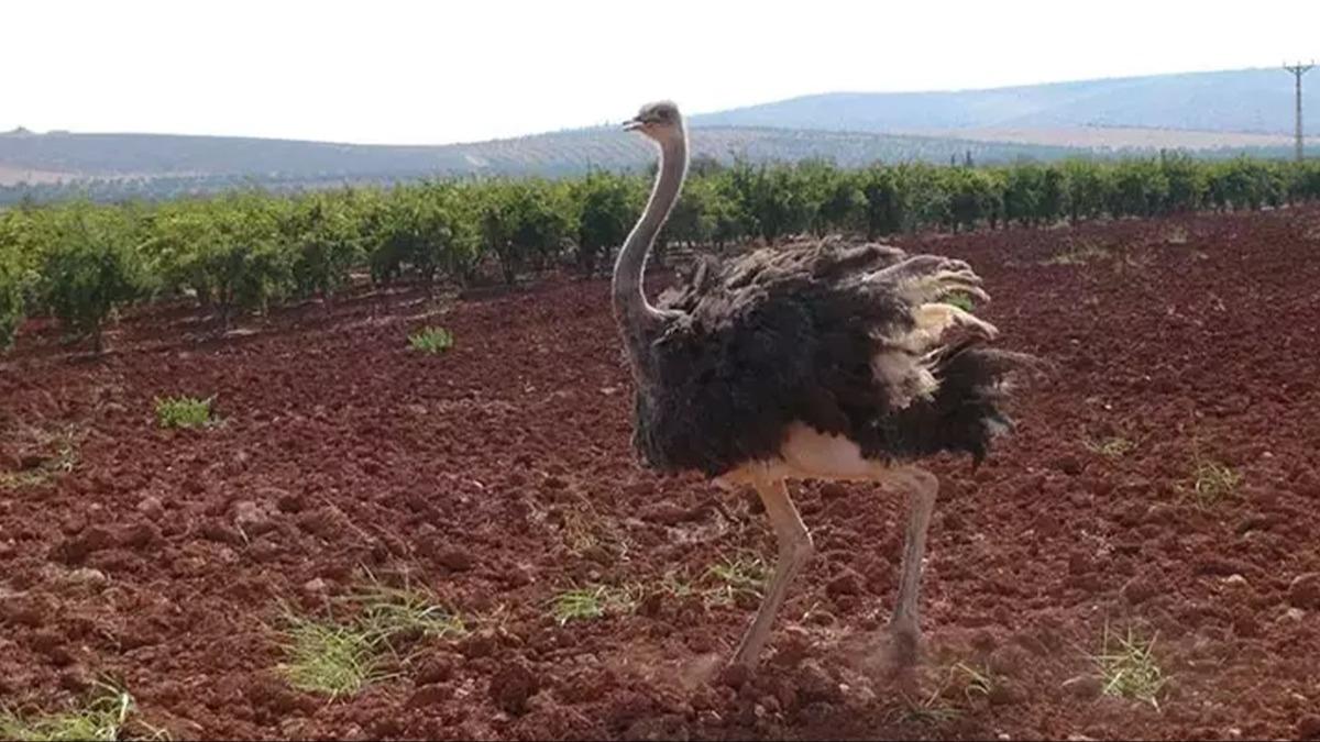 Suriye snrndan Kilis'e geen deve kuu koruma altna alnd 
