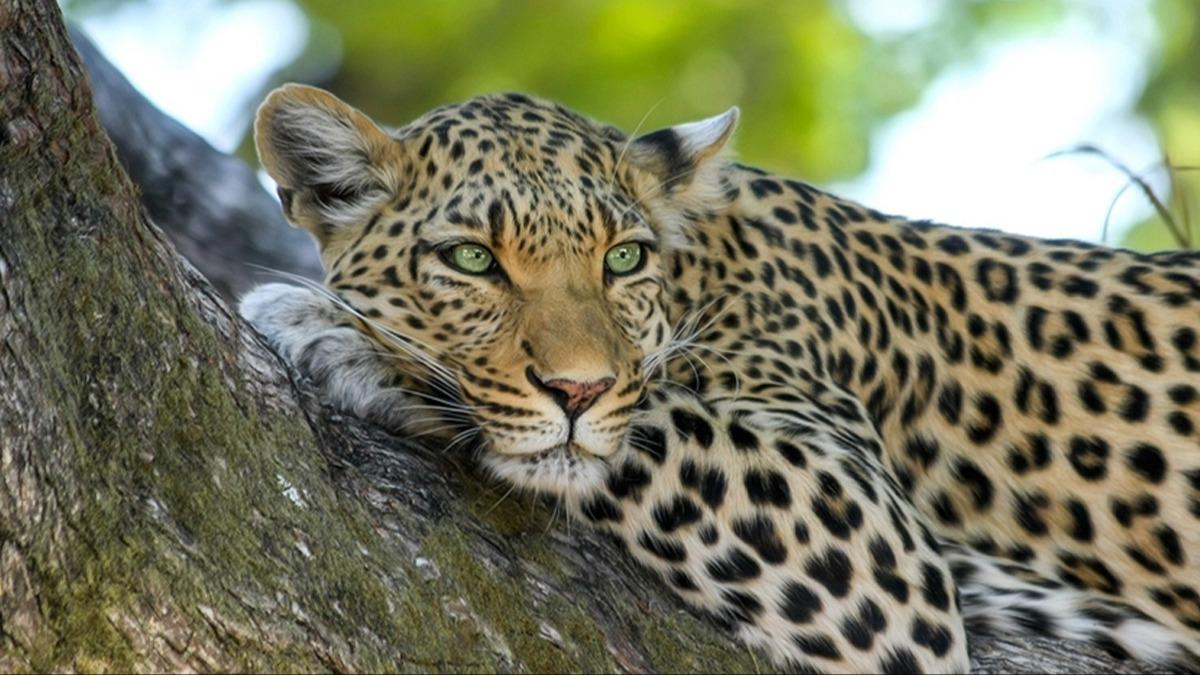 Evinin yaknnda leopar saldrsna urayan ocuk hayatn kaybetti