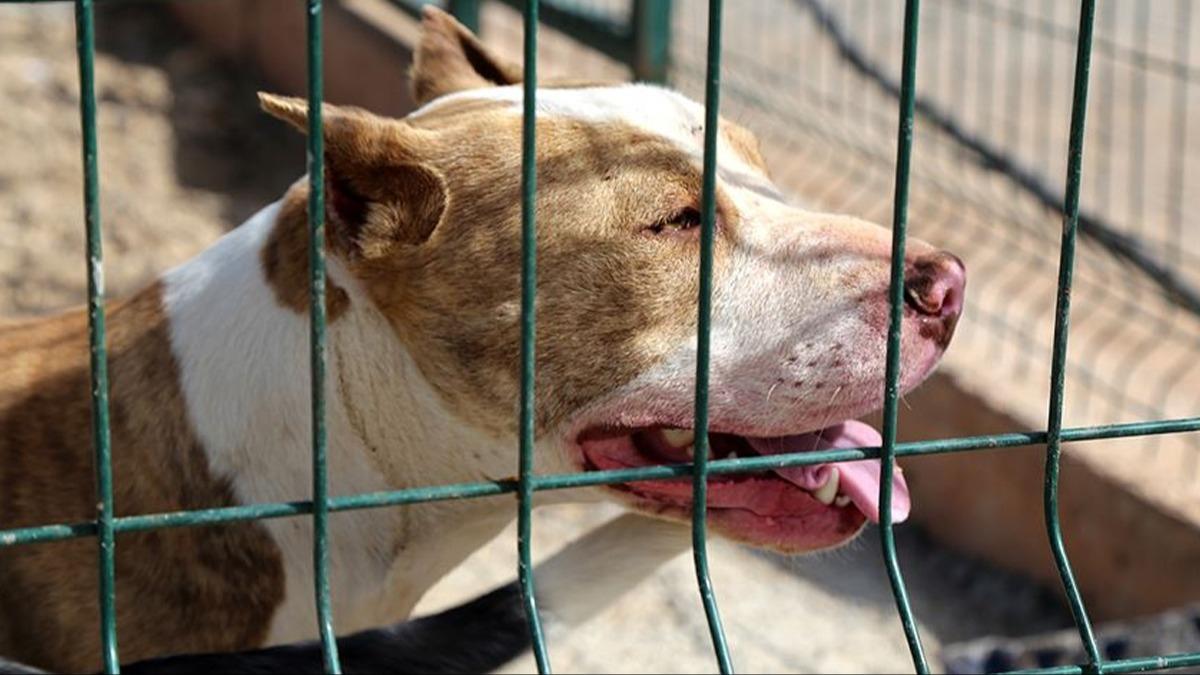 ABD'de pitbull saldrsna urayan kii feci ekilde can verdi