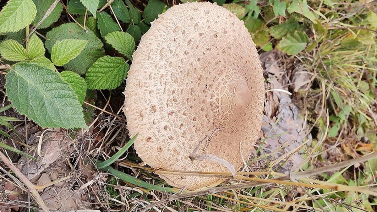 Araziden topladklar mantarla zehirlenen iki kardeten biri hayatn kaybetti