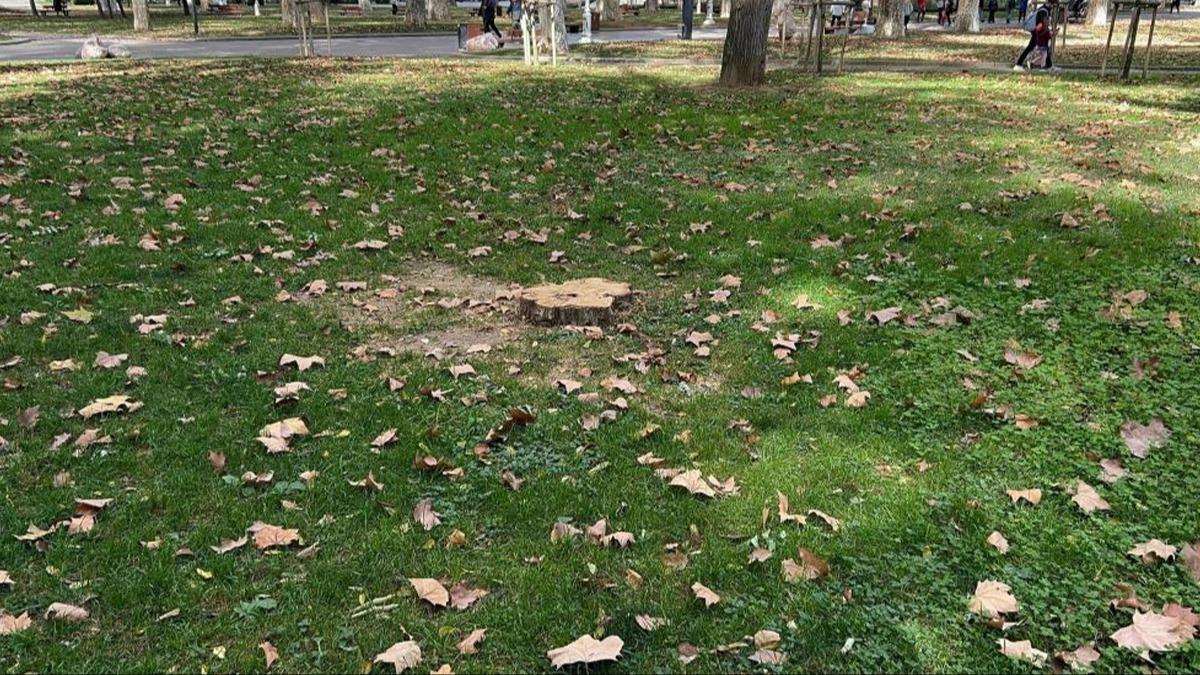 İBB'den Gülhane Parkı'nda ağaç katliamı! Dolmabahçe'nin ardından şimdi de...