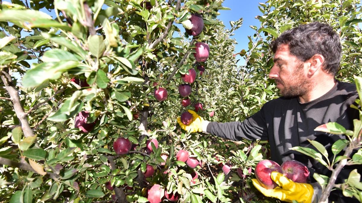 Devlet desteiyle kendi iini kurdu! 1 ylda 200 ton elma retti