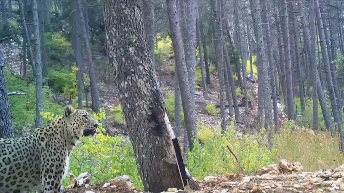 Bakan Yumakl paylat! Bugne kadar kaydedilen en net grntlerinden birisi