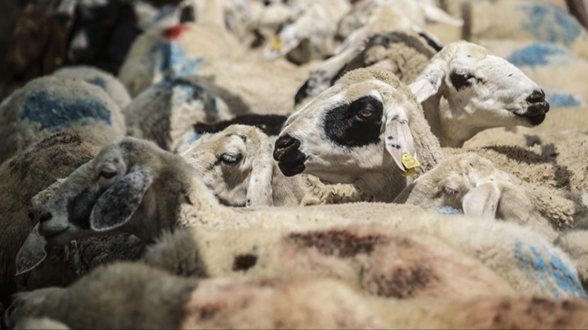 Bavurular yarn bitiyor! Trkiye'de ilk defa uygulanacak